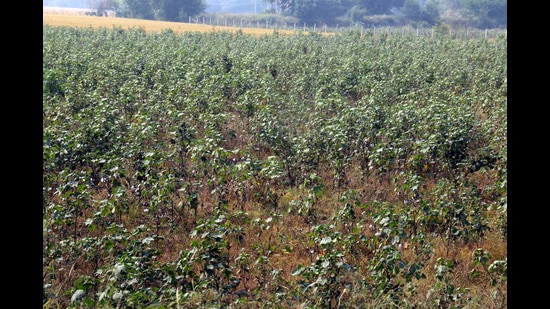 The height of cotton plants in Punjab has reached only around three feet, almost half the normal height for this time of the year. (Sanjeev Kumar/HT)