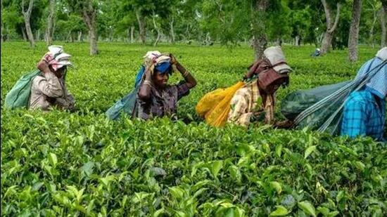The earlier notification had a major impact as top Indian tea buyers of the Darjeeling tea had stopped buying it. (Bloomberg file photo)
