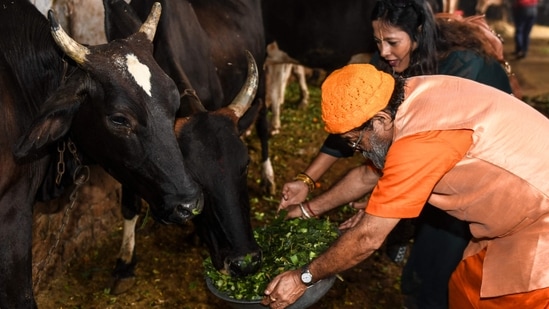 At least on Balipadyami day, it is appropriate for notified temples to compulsorily perform cow worship so that people don't forget this practice of the Sanatana Hindu Dharma," the circular read. (Photo by NARINDER NANU / AFP)(AFP)