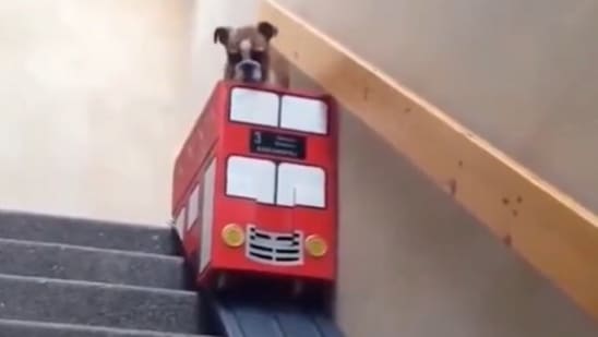 Dog bus stair lift store