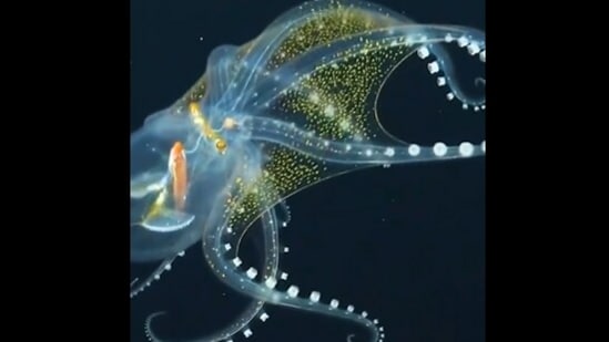 The image, taken from the Twitter video, shows a rare glass octopus.(Twitter/@SchmidtOcean)