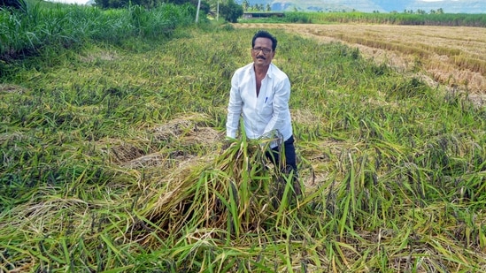 A farmer shows damaged paddy crop after incessant rains in Karad, Maharashtra, Wednesday.(PTI)