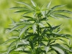 What many people are unaware of is that cannabis has medicinal properties as well. (Representative Image) What many people are unaware of is that cannabis has medicinal properties as well. (Representative Image)