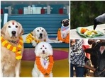 In Nepal, the five-day-long festival of Diwali is known as Tihar or Yamapanchak and it is celebrated by worshipping animals. This festival, paying tribute to our four-legged friends, restores some faith in humanity. Tihar is also celebrated by the Nepali population in India. Here's all you need to know about the festival dedicated to animals.(Instagram) In Nepal, the five-day-long festival of Diwali is known as Tihar or Yamapanchak and it is celebrated by worshipping animals. This festival, paying tribute to our four-legged friends, restores some faith in humanity. Tihar is also celebrated by the Nepali population in India. Here's all you need to know about the festival dedicated to animals.(Instagram)