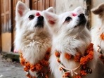 Diwali 2022: 6 ways to pamper your pet this festive season(Pinterest) Diwali 2022: 6 ways to pamper your pet this festive season(Pinterest)