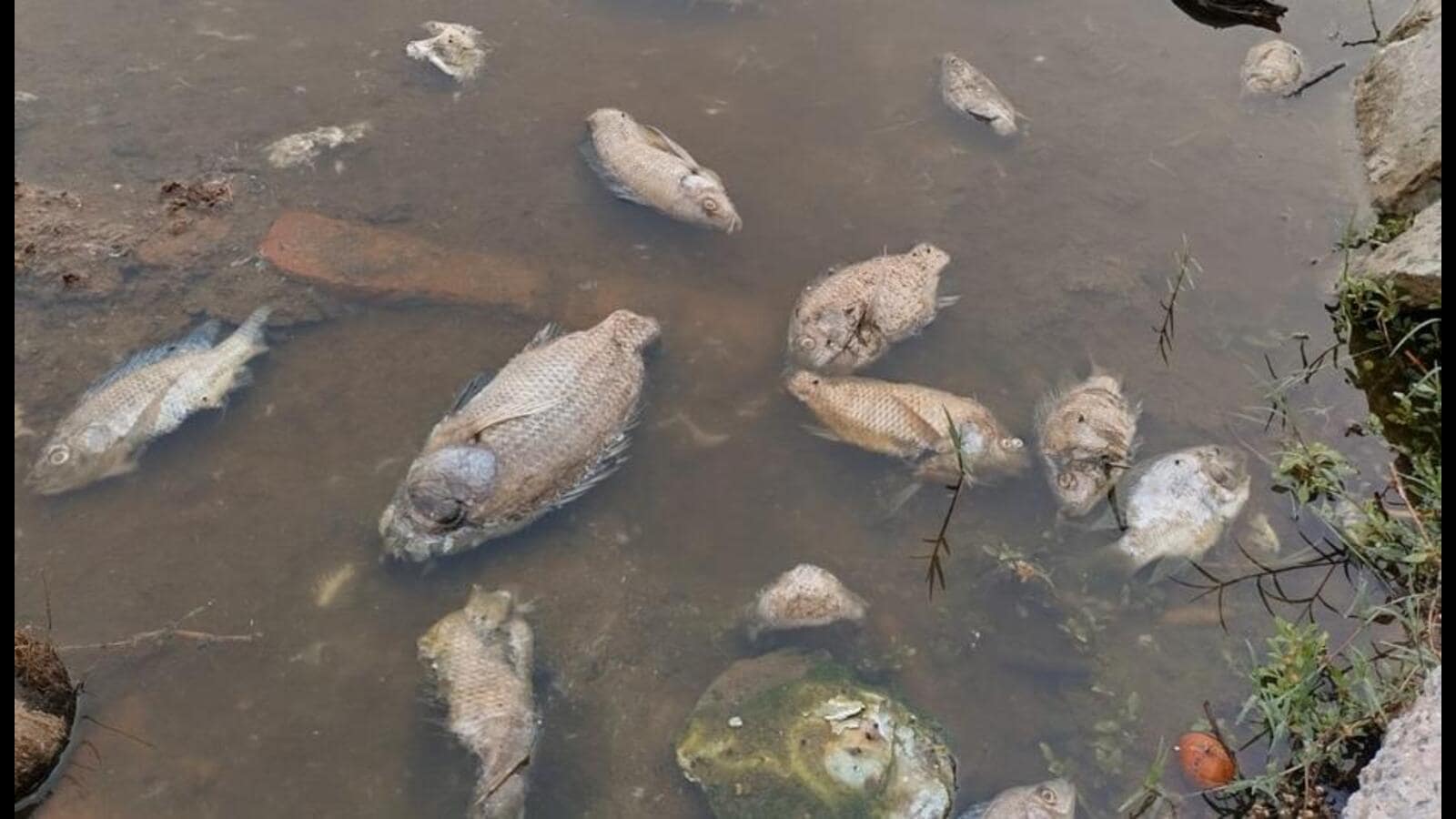 Fish in Najafgarh drain died of pollution, sewage in July Report