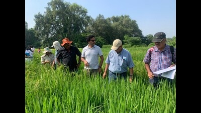 Scientists from IRRI-Manila in the fields of SHUATS. (HT) Scientists from IRRI-Manila in the fields of SHUATS. (HT)