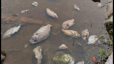 Officials found that of the eight locations they analysed in the drain, only two were found to be compliant with the general standards of discharge of environmental pollutants laid down by the CPCB. (HT Photo) Officials found that of the eight locations they analysed in the drain, only two were found to be compliant with the general standards of discharge of environmental pollutants laid down by the CPCB. (HT Photo)