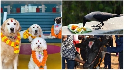 In Nepal, the five-day-long festival of Diwali is known as Tihar or Yamapanchak and it is celebrated by worshipping animals. This festival, paying tribute to our four-legged friends, restores some faith in humanity. Tihar is also celebrated by the Nepali population in India. Here's all you need to know about the festival dedicated to animals. (Instagram) In Nepal, the five-day-long festival of Diwali is known as Tihar or Yamapanchak and it is celebrated by worshipping animals. This festival, paying tribute to our four-legged friends, restores some faith in humanity. Tihar is also celebrated by the Nepali population in India. Here's all you need to know about the festival dedicated to animals. (Instagram)