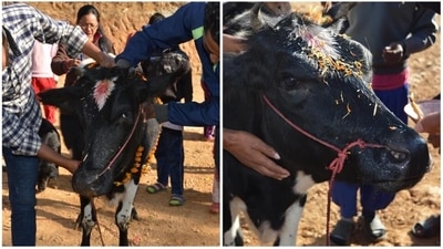 On the third day, 'Gai Puja' (cow festival) is observed during the day and the Goddess Laxmi (the goddess of wealth) is worshipped in the evening. (Instagram/@lanaramadaisy) On the third day, 'Gai Puja' (cow festival) is observed during the day and the Goddess Laxmi (the goddess of wealth) is worshipped in the evening. (Instagram/@lanaramadaisy)