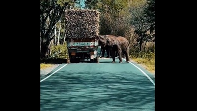 The image, taken from the Twitter video, shows the elephants eating sugarcane from a loaded truck. (Twitter/@ParveenKaswan)