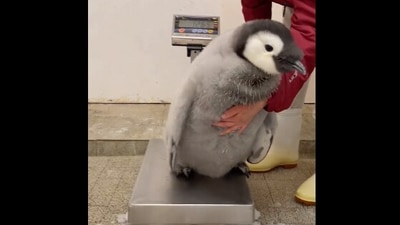 The image, taken from the viral Twitter video, shows the baby penguin on a weighing machine. (Twitter/@aws_official)