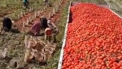 The image, taken from the viral Twitter video, shows the man throwing a bucket filled with tomatoes. (TikTok/@by.kral_21)