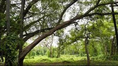 The Punjab Vigilance Bureau handed over records pertaining to an alleged multi-crore forest scam to Enforcement Directorate (ED) at a court in Mohali (HT File)
