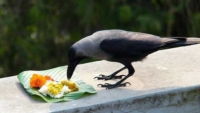 The first day of Tihar is known as 'Kaag Tihar' (crow festival). It is celebrated by feeding crows and ravens. The crow symbolizes the Messenger of Deaths from God Yama it is believed that worshipping them can bring good luck. (Instagram/@capturedwithgracious) The first day of Tihar is known as 'Kaag Tihar' (crow festival). It is celebrated by feeding crows and ravens. The crow symbolizes the Messenger of Deaths from God Yama it is believed that worshipping them can bring good luck. (Instagram/@capturedwithgracious)