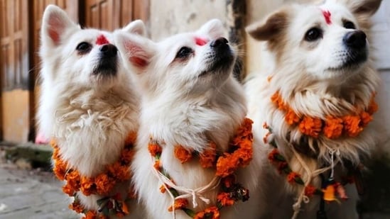 Diwali 2022: 6 ways to pamper your pet this festive season(Pinterest)