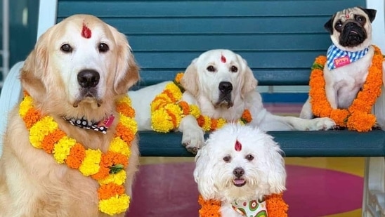 'Kukur Tihar' or 'Kukur Puja' falls on the second day of Yamapanchak. On this day, dogs are worshipped with floral garlands and tilak. After a ceremonial puja, they are treated to their favourite meals.(Instagram/@everythingaboutnepal)
