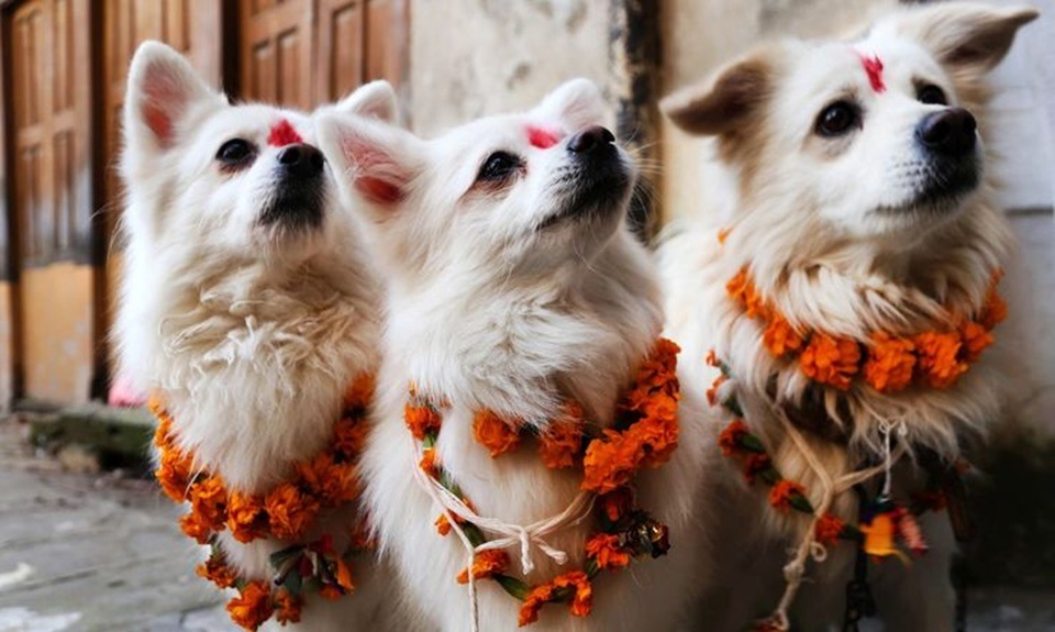 Diwali 2022: 6 ways to pamper your pet this festive season (Pinterest) Diwali 2022: 6 ways to pamper your pet this festive season (Pinterest)