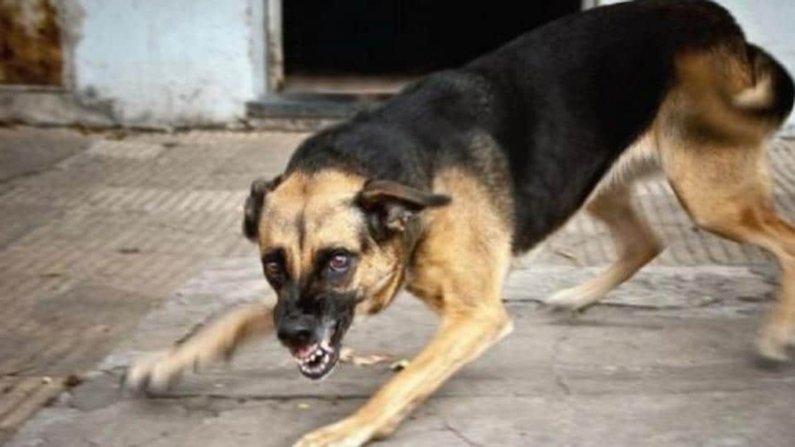 After Noida, Now In MP: 5-year-old Girl Mauled To Death By Stray Dog In ...