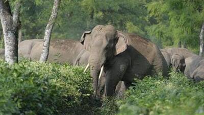 The man and his three cattle were trampled to death by elephants when he was in his cattle shed on Thursday night.
