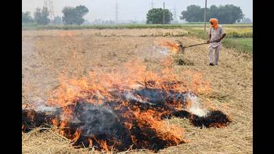 The total number of farm fires in Punjab so far this year has reached 3,696, which is still lower than 5,438 cases in the same period last year. (AFP)