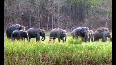 A herd of wild tuskers roaming inside Dudhwa Tiger Reserve. (HT photo) A herd of wild tuskers roaming inside Dudhwa Tiger Reserve. (HT photo)