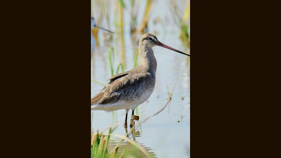 The godwit with white flags on right leg photographed by Paramnoor S. Antaal.