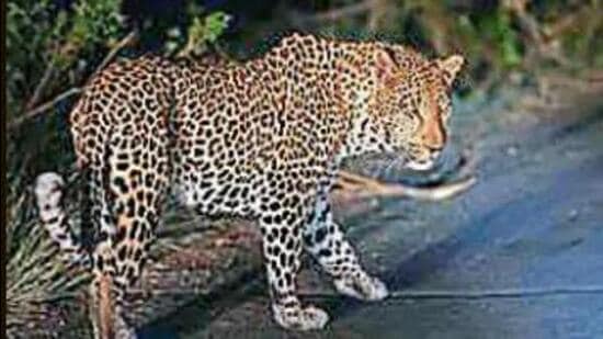 A team of the forest and wildlife department rescued a leopard, which had got stuck in a barbed wire fencing at Bassi Umar Khan village, said officials here on Saturday.- (Image for representational purpose)