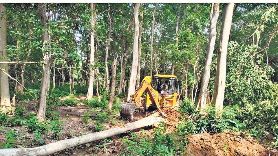 The Pakhro Tiger Safari project will not be allowed to proceed, the principal bench of National Green Tribunal has ordered. (HT Photo) The Pakhro Tiger Safari project will not be allowed to proceed, the principal bench of National Green Tribunal has ordered. (HT Photo)