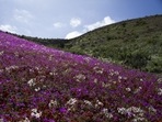 Blooming flowers cover the Atacama desert in Chile.(AP)