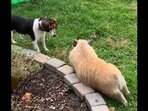 This pig was found playing with the dogs . This pig was found playing with the dogs .