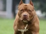 For decades pit bulls’ tenacity encouraged the sport of dogfighting, with the dogs “pitted” against each other. For decades pit bulls’ tenacity encouraged the sport of dogfighting, with the dogs “pitted” against each other.