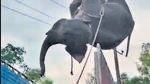 Delayed rescue of elephant in Assam sparks debate of state’s preparedness Delayed rescue of elephant in Assam sparks debate of state’s preparedness