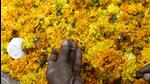 There is about one lakh of produce, but most of it has been spoiled due to rains, says official. (REPRESENTATIVE PHOTO) There is about one lakh of produce, but most of it has been spoiled due to rains, says official. (REPRESENTATIVE PHOTO)