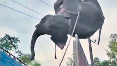Delayed rescue of elephant in Assam sparks debate of state’s preparedness Delayed rescue of elephant in Assam sparks debate of state’s preparedness