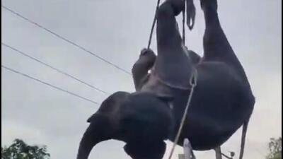 Assam reported the highest number of elephant deaths due to train hits in 2020-21 in the country with 62 of the total 186 cases. (Sourced) Assam reported the highest number of elephant deaths due to train hits in 2020-21 in the country with 62 of the total 186 cases. (Sourced)