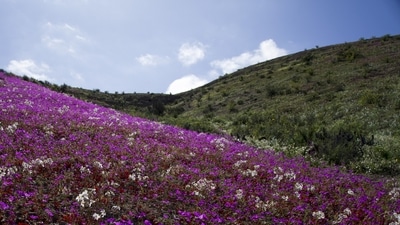 Blooming flowers cover the Atacama desert in Chile. (AP) Blooming flowers cover the Atacama desert in Chile. (AP)