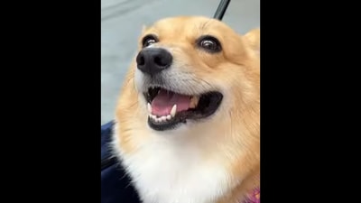 This Corgi dog rates food with its 'hungry eyes.' (Instagram/@biscuitthelittlenugget) This Corgi dog rates food with its 'hungry eyes.' (Instagram/@biscuitthelittlenugget)