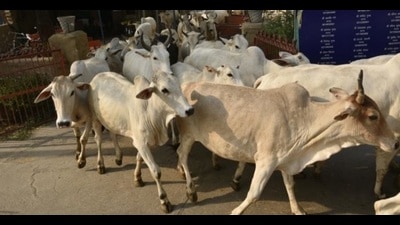 The portal has been developed for the collection of stray cattle data. (PIC FOR REPRESENTATION)