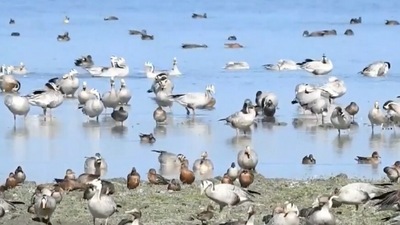 This UNESCO world heritage site has a great combination of grasslands, wetlands and woodlands - the latter two making it a suitable host for a huge population of migratory birds. (ANI)