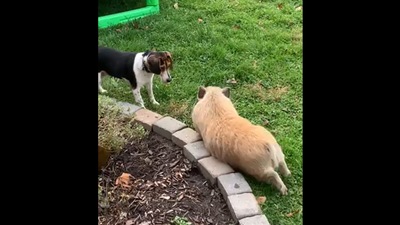 This pig was found playing with the dogs . (Reddit/@RhynoJoe) This pig was found playing with the dogs . (Reddit/@RhynoJoe)