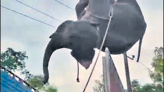 Delayed rescue of elephant in Assam sparks debate of state’s preparedness