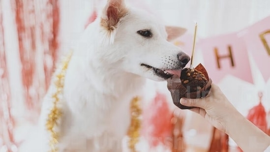While one may find a good pet friendly bakery to buy treats for their pets, you may also try to make festive food for dogs at home.(Unsplash)