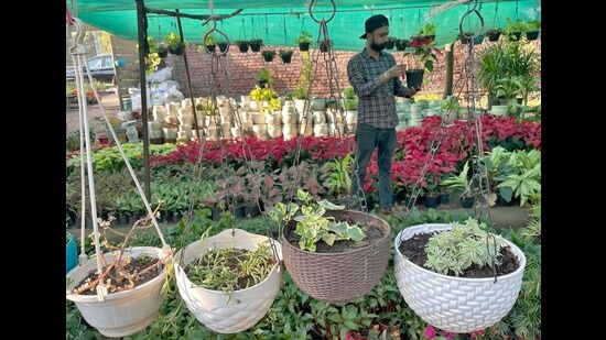 Anticipating the demand ahead of Diwali, nursery owners in the city had pre-ordered flowers, succulents and indoor plants from Pune and Nainital. (Gurpreet Singh/HT)