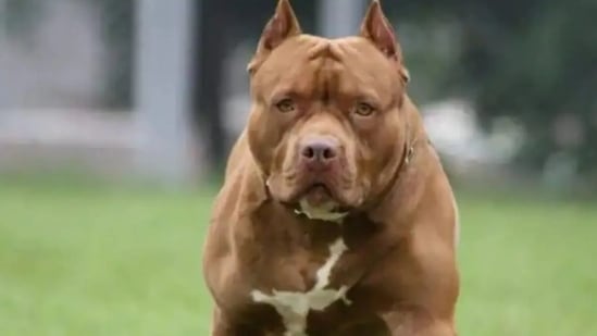 For decades pit bulls’ tenacity encouraged the sport of dogfighting, with the dogs “pitted” against each other.