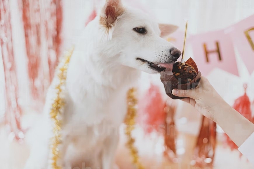 While one may find a good pet friendly bakery to buy treats for their pets, you may also try to make festive food for dogs at home. (Unsplash) While one may find a good pet friendly bakery to buy treats for their pets, you may also try to make festive food for dogs at home. (Unsplash)