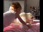 The screengrab shows how the little baby and cat cute foster cat fight over the stuffed toy . (Instagram/@pearlsragdolls) The screengrab shows how the little baby and cat cute foster cat fight over the stuffed toy . (Instagram/@pearlsragdolls)