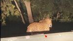 Mumbai’s Aarey colony is a green belt located next to Sanjay Gandhi National Park and leopards often migrate from the forest to Aarey, while some leopards stay in Aarey. (Representative Image) Mumbai’s Aarey colony is a green belt located next to Sanjay Gandhi National Park and leopards often migrate from the forest to Aarey, while some leopards stay in Aarey. (Representative Image)