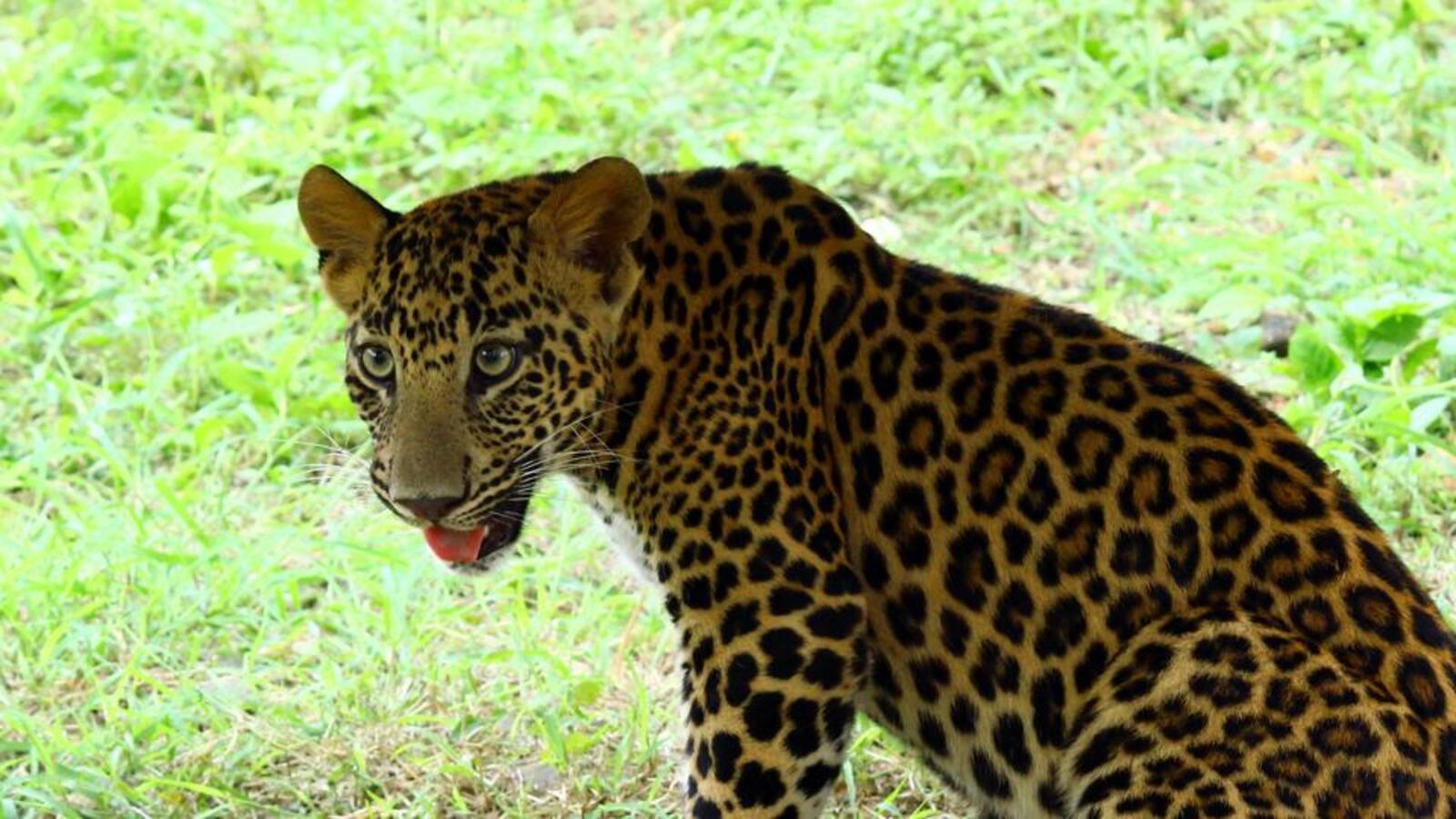 16-month-old was following her mother to temple, killed by leopard