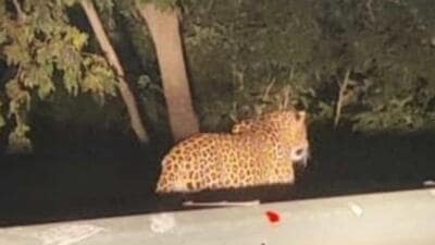 Mumbai’s Aarey colony is a green belt located next to Sanjay Gandhi National Park and leopards often migrate from the forest to Aarey, while some leopards stay in Aarey. (Representative Image)